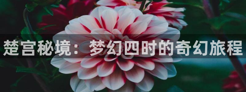 虫虫漫画网页版免费